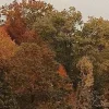 🍂