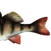 🐟