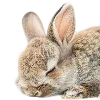 🐰
