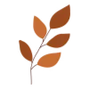 🍂