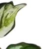 🍃