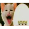 🐱