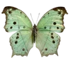 🦋