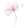 🌸