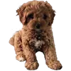 🐶