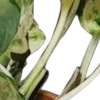 🍃