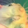 🐀