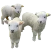🐑