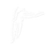 🔹