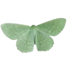 🦋