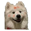 🐶