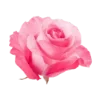 🌹