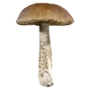 🍄