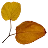 🍂