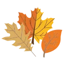 🍁