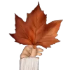 🍁