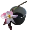 🌸