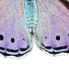 🦋