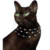 🐈‍⬛