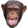 🐒