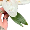 🌺