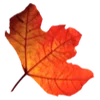 🍂