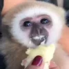 🥺