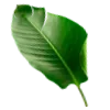 🍃
