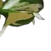 🍃