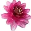 🌸