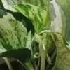 🍃