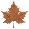 🍁