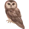 🦉