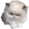 🐱