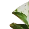 🍃