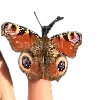 🦋