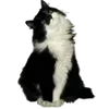 🐱