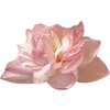 🌸
