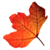 🍂