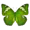 🦋