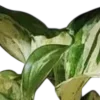 🍃
