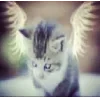 🐈