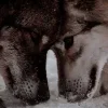 🐺