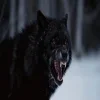 🐺