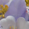 🤩