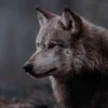 🐺