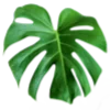 🍃