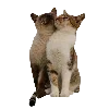 🐈