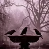 🐦‍⬛