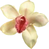 🌸
